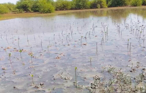 Mangrove planting campaign 2024