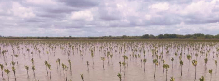 Mangrove planting campaign 2023 and 2024