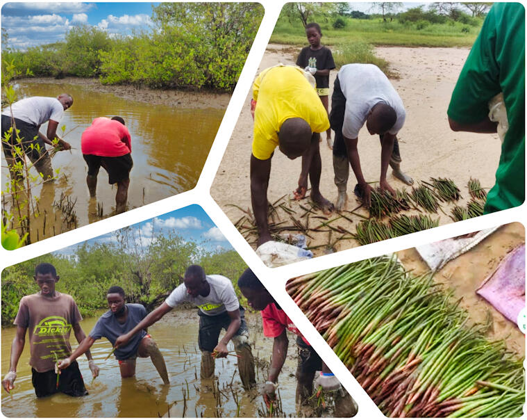 Mangrove planting campaign 2024 Mangrove planting campaign 2024