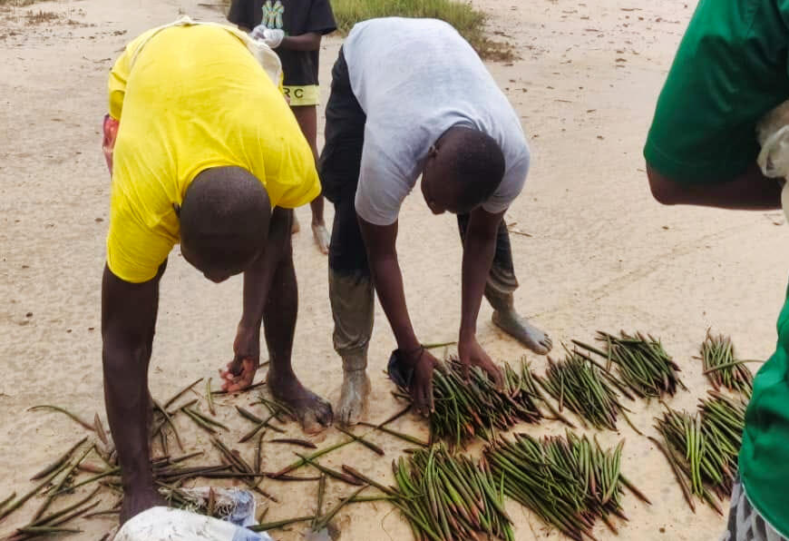 Mangrove planting campaign 2024