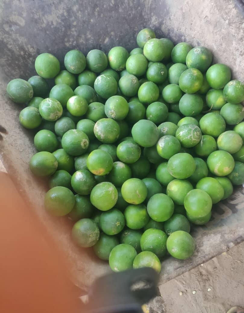 Our first orange harvest