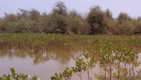 Diamond Painting Inspires Our Children! Sustainable farming