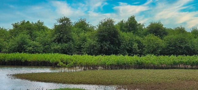 Growing Roots for the Future